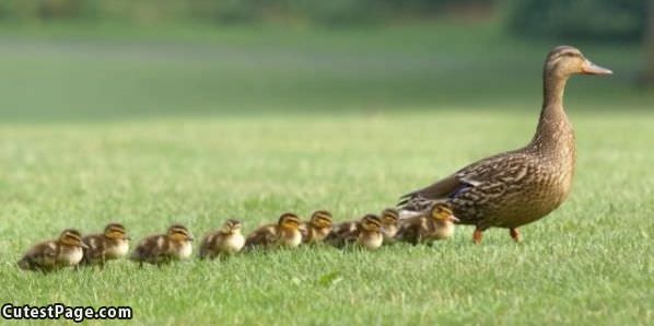 Ducki Family