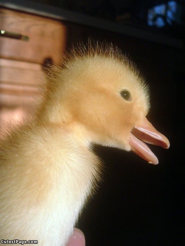 Duckie