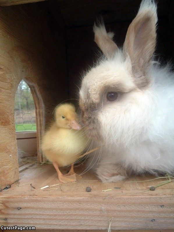 Duckie And Cute Bunny