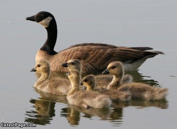 Duckies Family