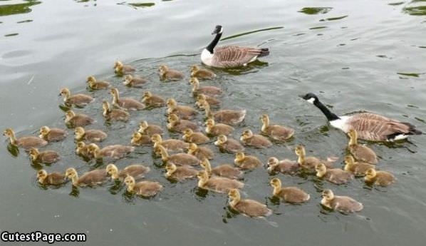 Ducklings