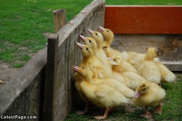 Ducky Fence