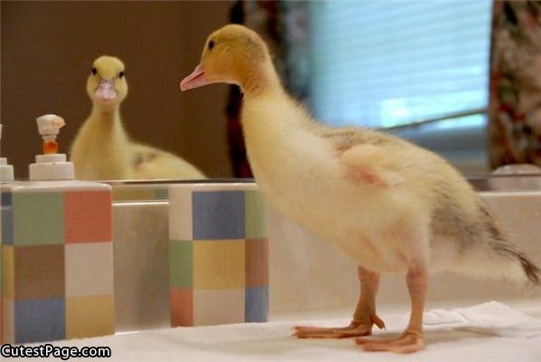 Ducky Mirror