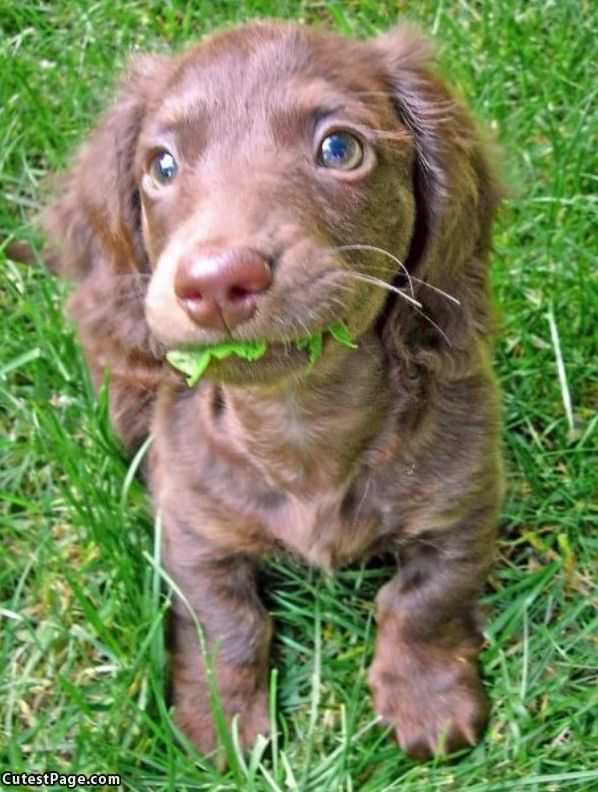 Eating Some Grass
