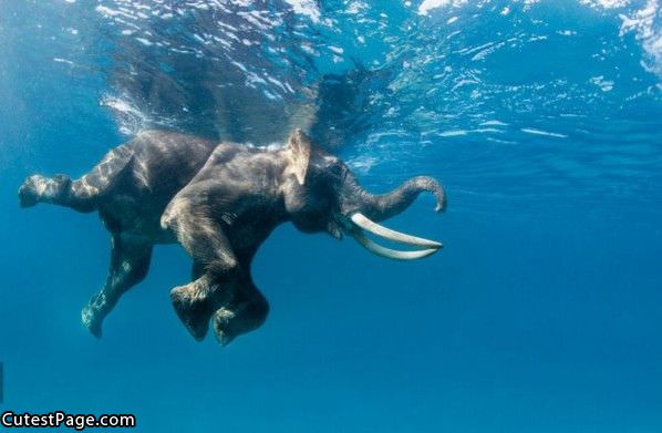 Elephant Swimming