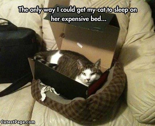 Expensive New Bed