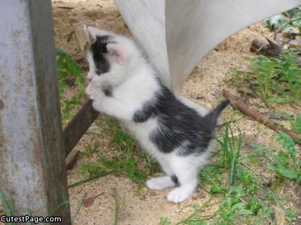 Explorer Cute Kitten