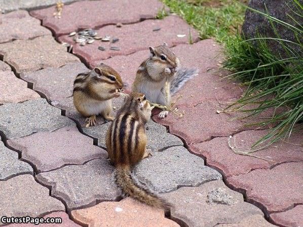 Face Stuffing