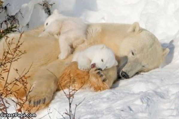 Family Nap Time