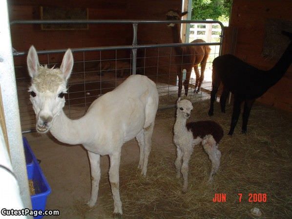 Farm Family