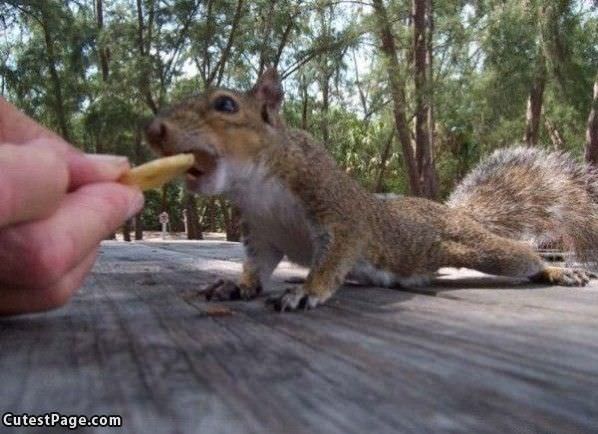 Feeding The Squirrel