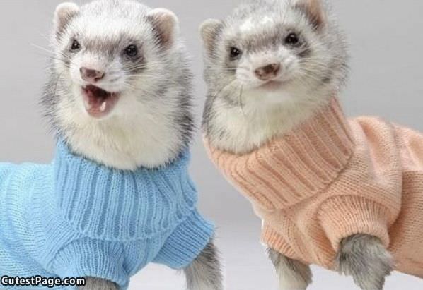 Ferrets In Sweaters
