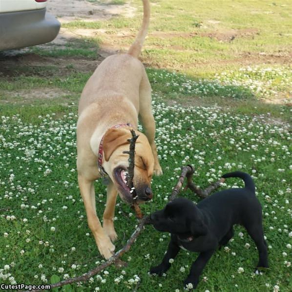 Fetching Stick