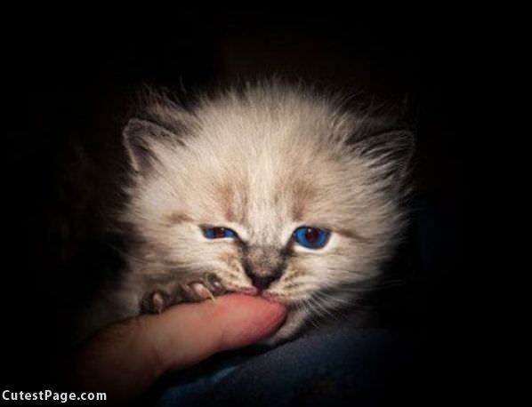 Finger Eater Kitten