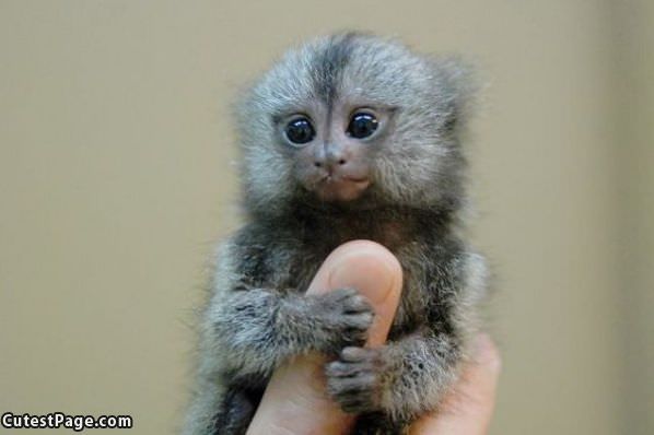 Finger Monkey