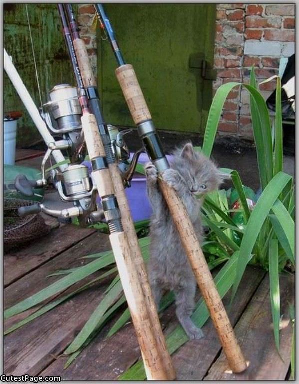 Fishing Pole Cat