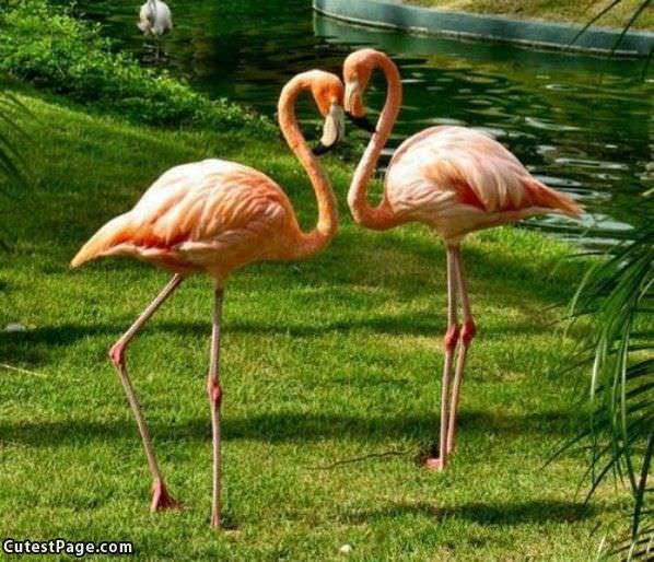 Flamingos