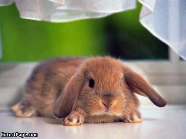 Flat Cute Bunny
