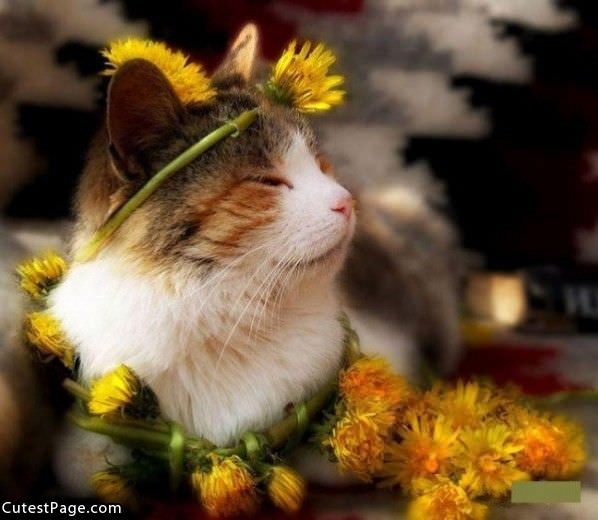 Flower Cat