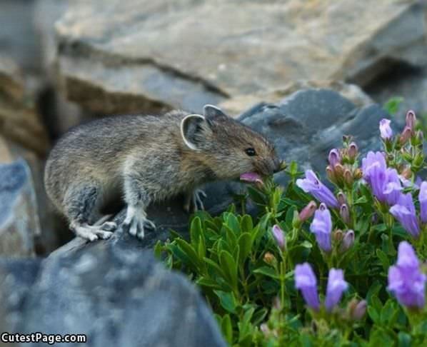 Flower Nom