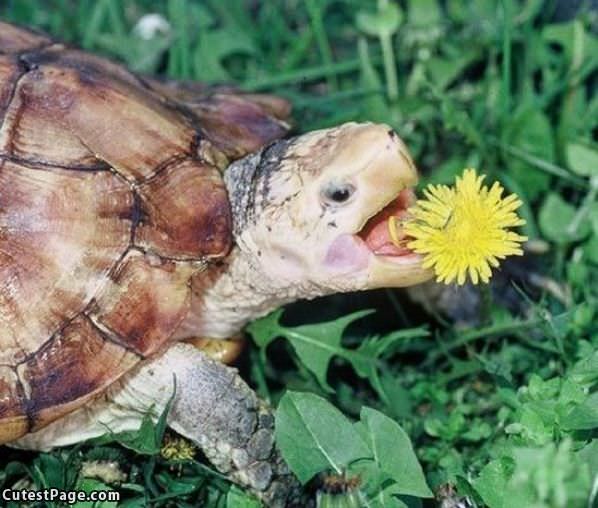 Flower Nom Nom