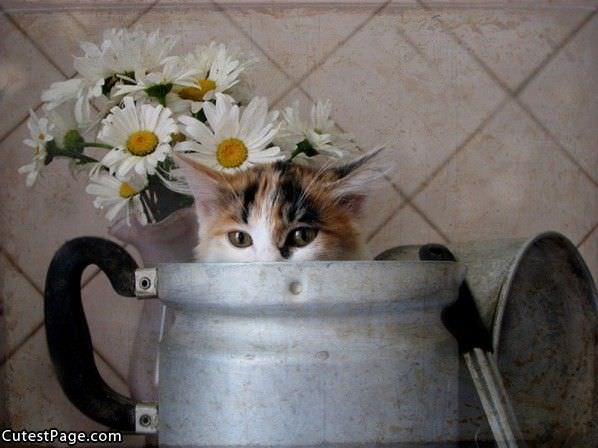 Flowers Cat