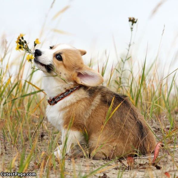 Flowers For You