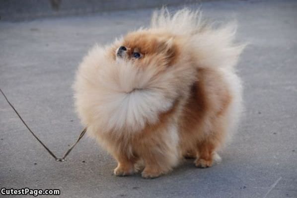 Fluff Ball