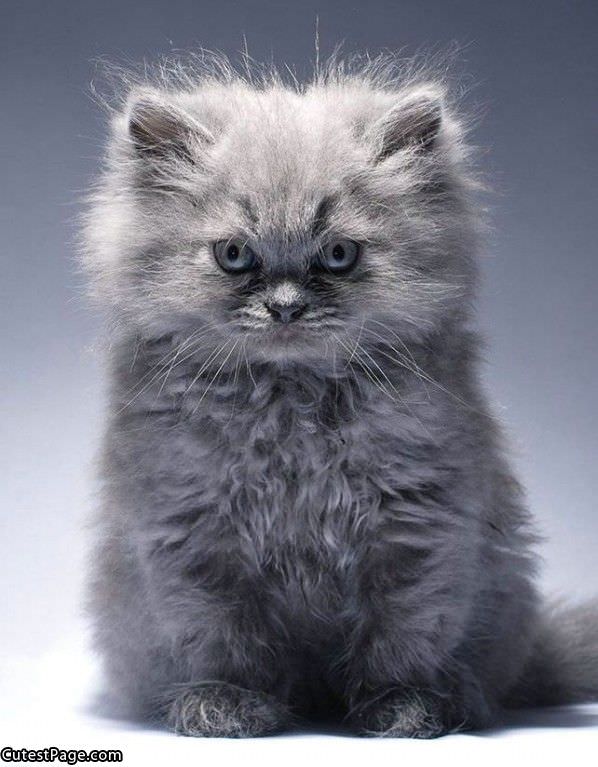 Fluffy Cat