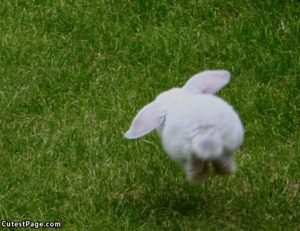 Flying Cute Bunny