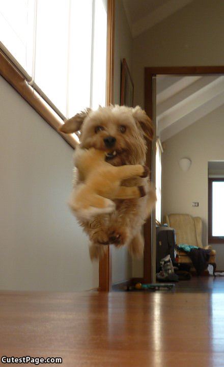 Flying Puppy