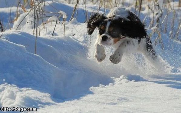 Flying Running Dog