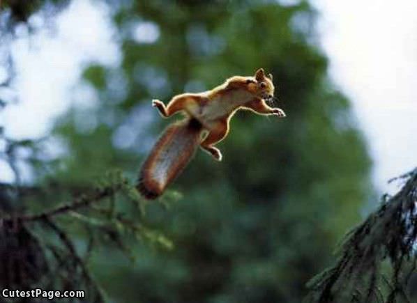 Flying Squirrel