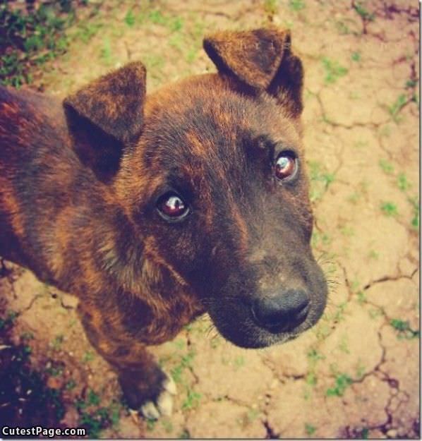 Folded Ears Cute Dog