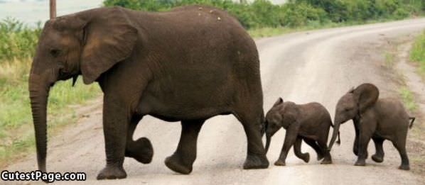 Following Mom