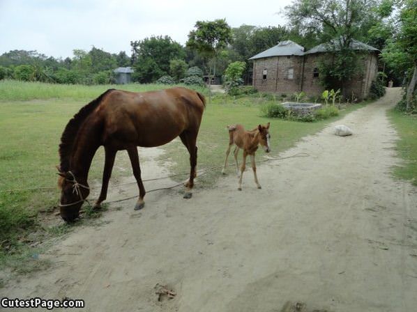 Following Mom