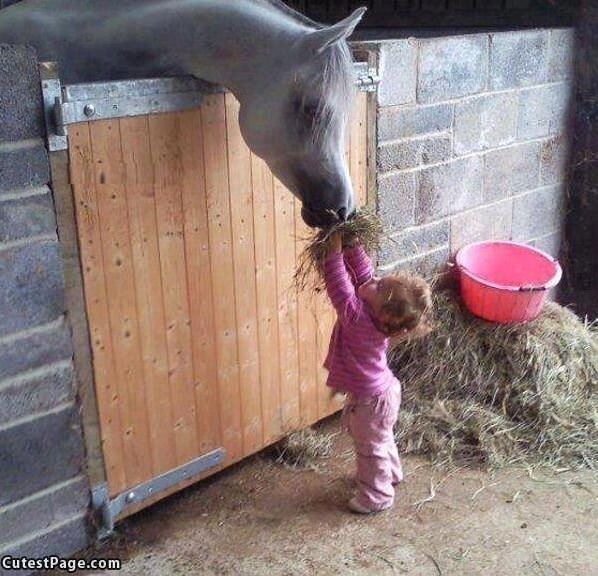For You Horsey