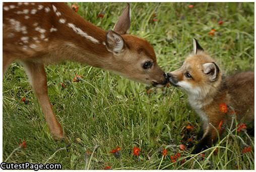 Fox Kiss