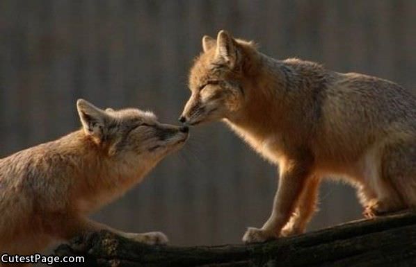 Foxes