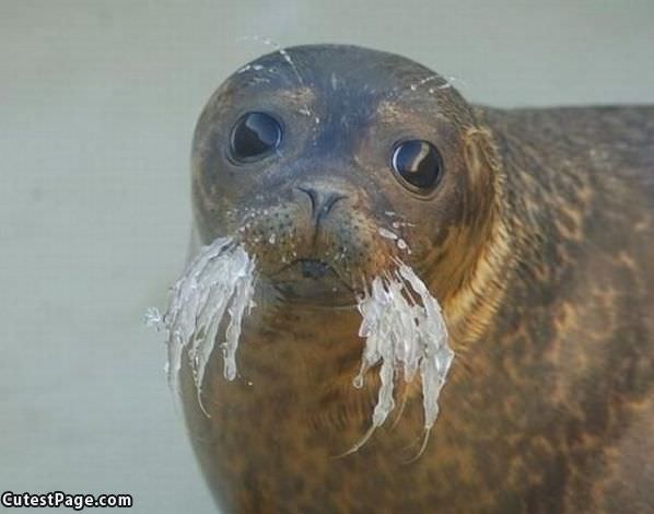 Frozen Whiskers
