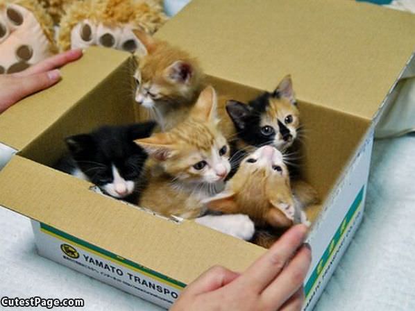 Full Box