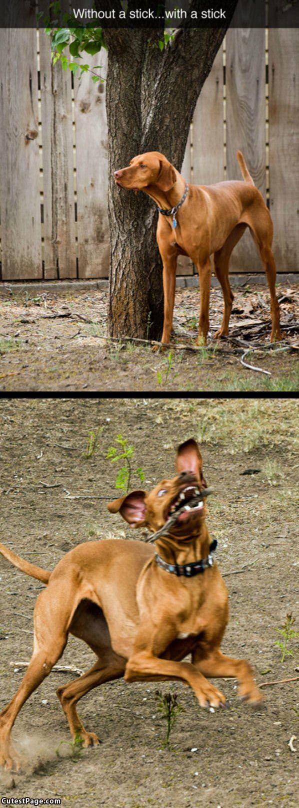 Fun With A Stick