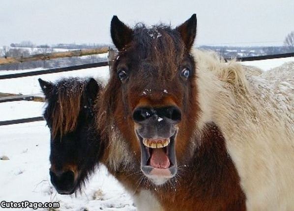 Funny Horse Making Faces