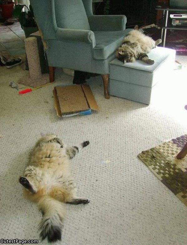 Funny Sleeping Cats