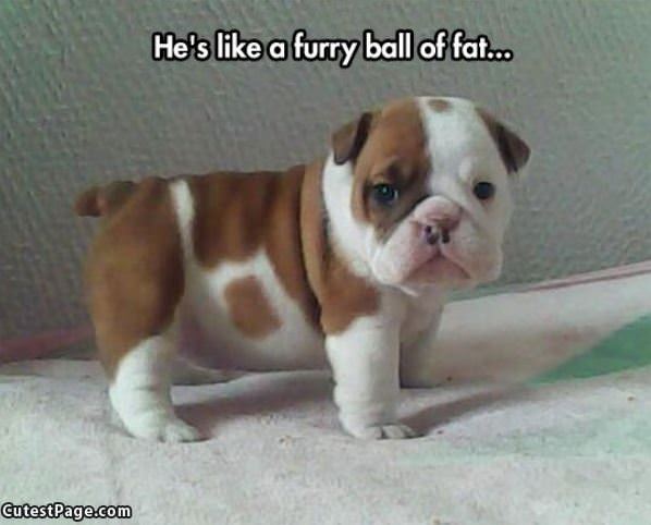 Furry Ball