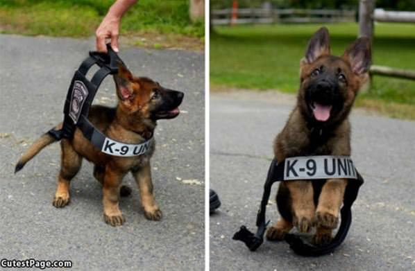 Future K9 Unit