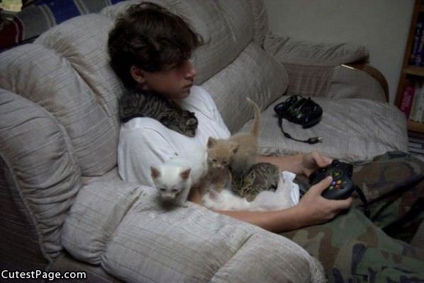 Gamer Cats