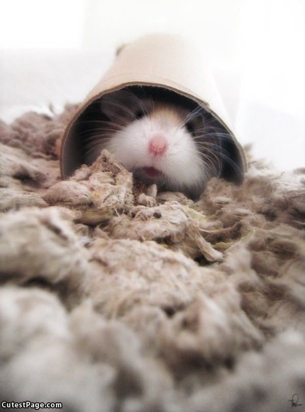 Gerbil Hiding