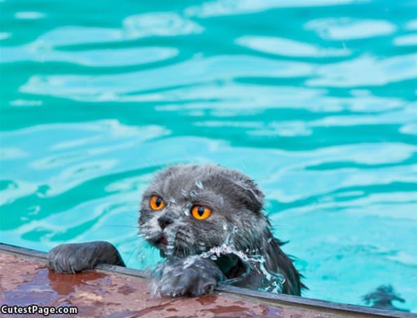 Getting Out Of The Pool