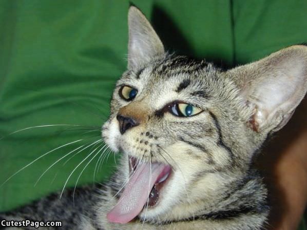 Giant Yawn Cat